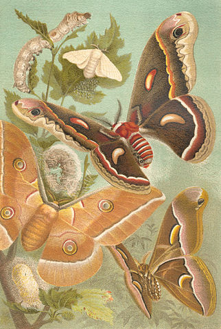 Silk moths